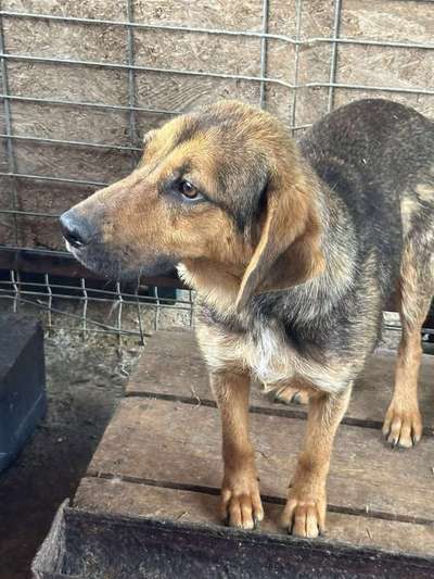 Tierschutzhunde suchen ein Zuhause-Beitrag-Bild