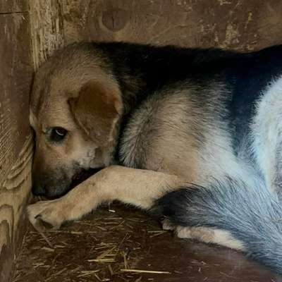 Tierschutzhunde suchen ein Zuhause-Beitrag-Bild
