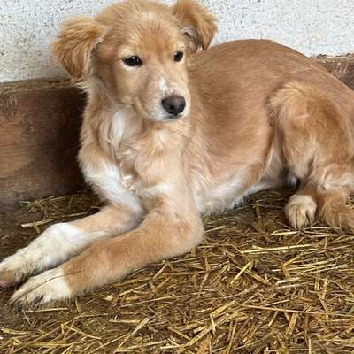 Tierschutzhunde suchen ein Zuhause-Beitrag-Bild