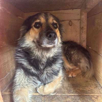 Tierschutzhunde suchen ein Zuhause-Beitrag-Bild