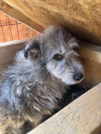 Tierschutzhunde suchen ein Zuhause-Beitrag-Bild