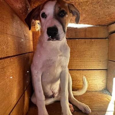 Tierschutzhunde suchen ein Zuhause-Beitrag-Bild