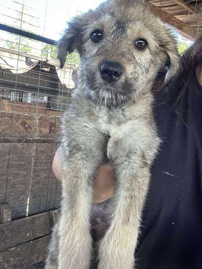 Tierschutzhunde suchen ein Zuhause-Beitrag-Bild