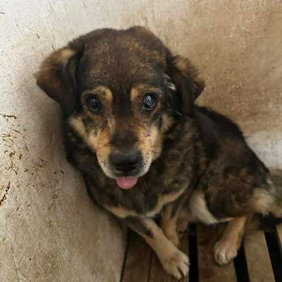 Tierschutzhunde suchen ein Zuhause-Beitrag-Bild