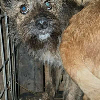Tierschutzhunde suchen ein Zuhause-Beitrag-Bild