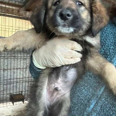 Tierschutzhunde suchen ein Zuhause-Beitrag-Bild