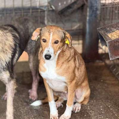 Tierschutzhunde suchen ein Zuhause-Beitrag-Bild