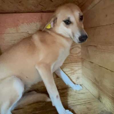 Tierschutzhunde suchen ein Zuhause-Beitrag-Bild