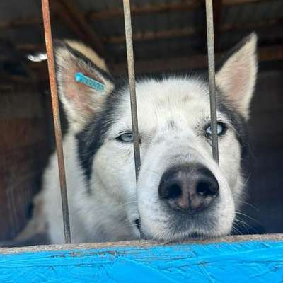 Tierschutzhunde suchen ein Zuhause-Beitrag-Bild
