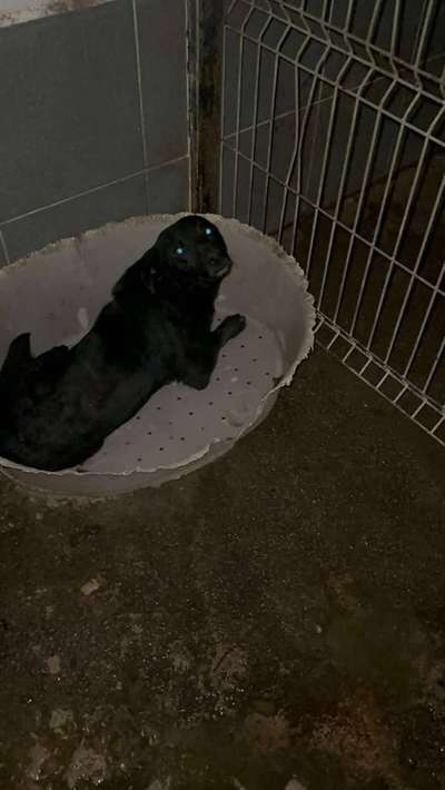 Tierschutzhunde suchen ein Zuhause-Beitrag-Bild