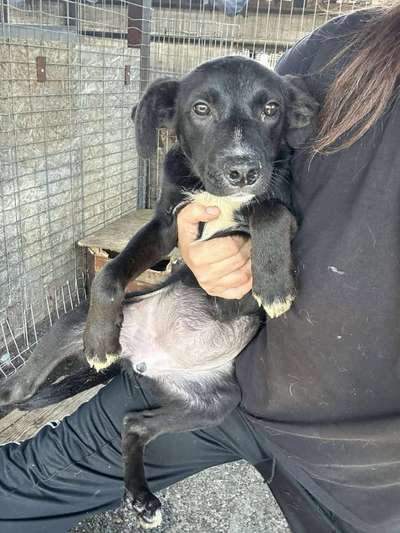 Tierschutzhunde suchen ein Zuhause-Beitrag-Bild