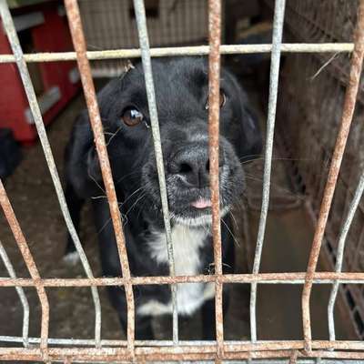 Tierschutzhunde suchen ein Zuhause-Beitrag-Bild