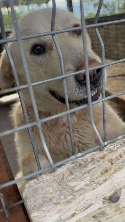 Tierschutzhunde suchen ein Zuhause-Beitrag-Bild
