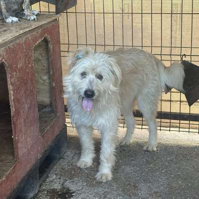 Tierschutzhunde suchen ein Zuhause-Beitrag-Bild