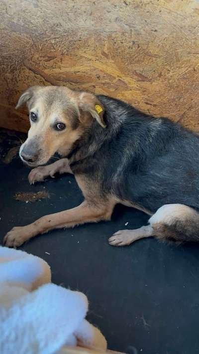 Tierschutzhunde suchen ein Zuhause-Beitrag-Bild