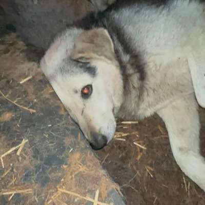 Tierschutzhunde suchen ein Zuhause-Beitrag-Bild