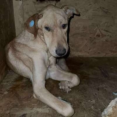 Tierschutzhunde suchen ein Zuhause-Beitrag-Bild