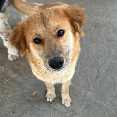 Tierschutzhunde suchen ein Zuhause-Beitrag-Bild