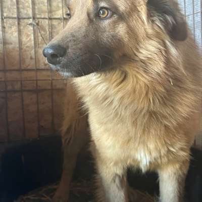 Tierschutzhunde suchen ein Zuhause-Beitrag-Bild