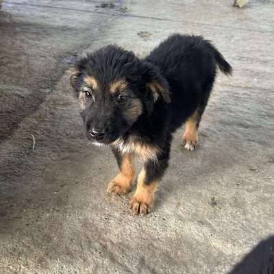 Tierschutzhunde suchen ein Zuhause-Beitrag-Bild