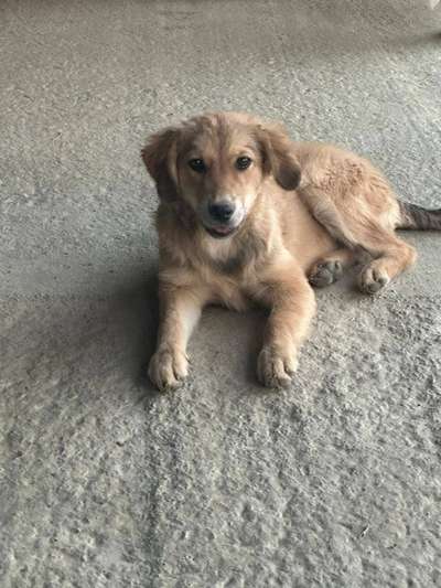 Tierschutzhunde suchen ein Zuhause-Beitrag-Bild