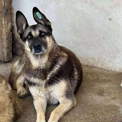 Tierschutzhunde suchen ein Zuhause-Beitrag-Bild