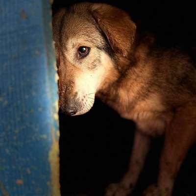 Tierschutzhunde suchen ein Zuhause-Beitrag-Bild