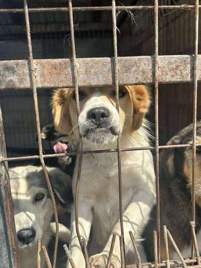 Tierschutzhunde suchen ein Zuhause-Beitrag-Bild