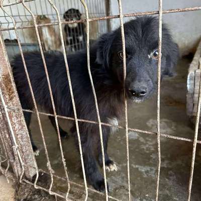 Tierschutzhunde suchen ein Zuhause-Beitrag-Bild