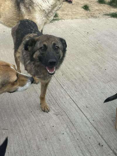 Tierschutzhunde suchen ein Zuhause-Beitrag-Bild