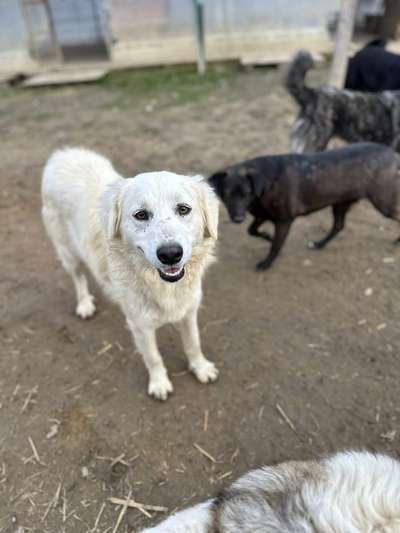 Tierschutzhunde suchen ein Zuhause-Beitrag-Bild