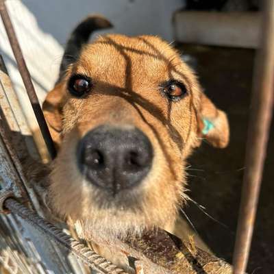 Tierschutzhunde suchen ein Zuhause-Beitrag-Bild