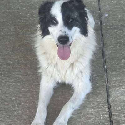 Tierschutzhunde suchen ein Zuhause-Beitrag-Bild