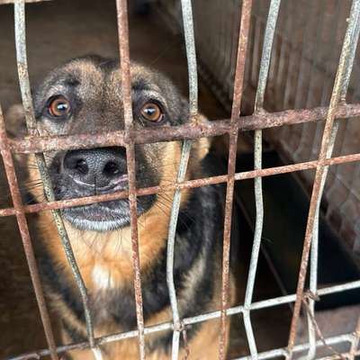 Tierschutzhunde suchen ein Zuhause-Beitrag-Bild