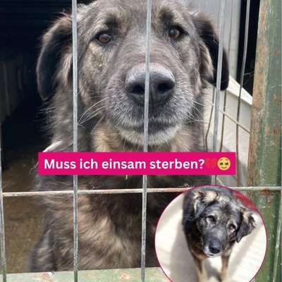Tierschutzhunde suchen ein Zuhause-Beitrag-Bild
