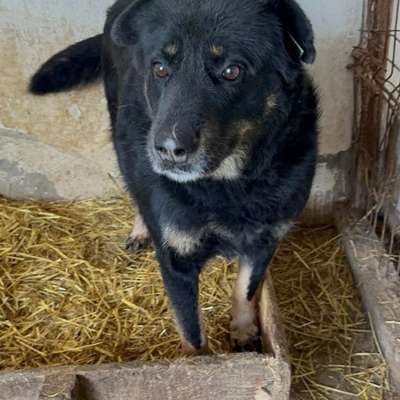 Tierschutzhunde suchen ein Zuhause-Beitrag-Bild