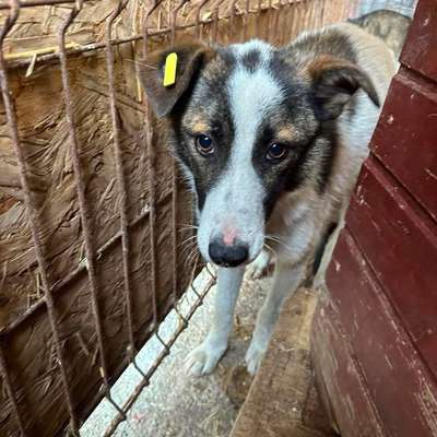 Tierschutzhunde suchen ein Zuhause-Beitrag-Bild