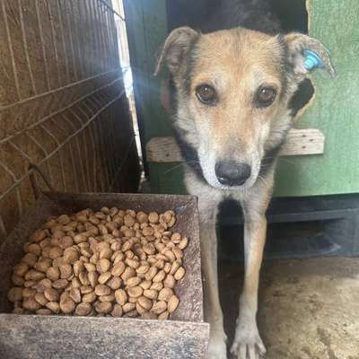 Tierschutzhunde suchen ein Zuhause-Beitrag-Bild