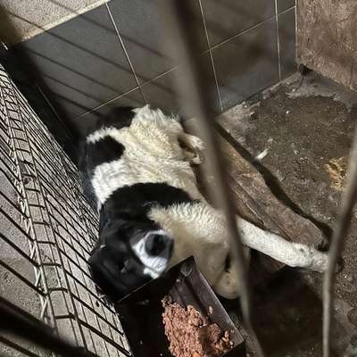 Tierschutzhunde suchen ein Zuhause-Beitrag-Bild