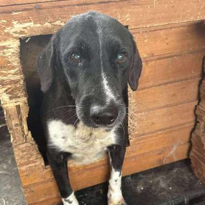 Tierschutzhunde suchen ein Zuhause-Beitrag-Bild