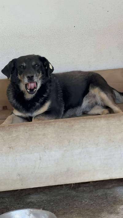 Tierschutzhunde suchen ein Zuhause-Beitrag-Bild