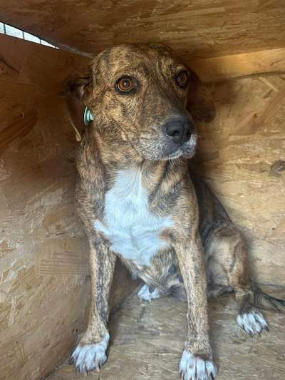 Tierschutzhunde suchen ein Zuhause-Beitrag-Bild