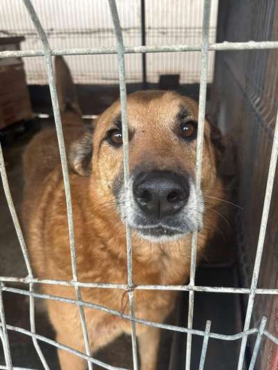 Tierschutzhunde suchen ein Zuhause-Beitrag-Bild