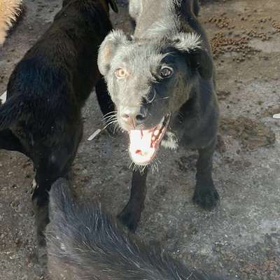 Tierschutzhunde suchen ein Zuhause-Beitrag-Bild