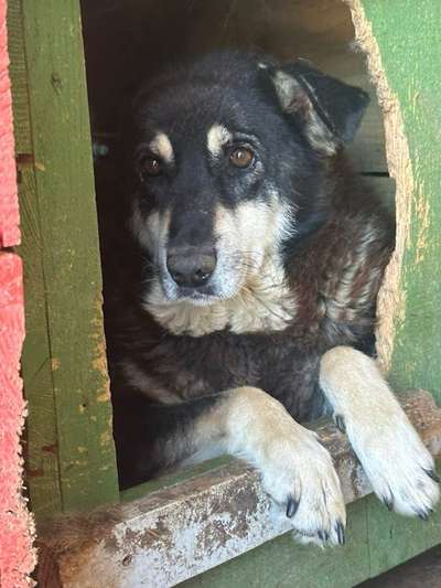 Tierschutzhunde suchen ein Zuhause-Beitrag-Bild