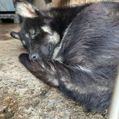 Tierschutzhunde suchen ein Zuhause-Beitrag-Bild