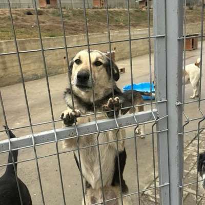 Tierschutzhunde suchen ein Zuhause-Beitrag-Bild