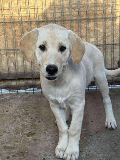 Tierschutzhunde suchen ein Zuhause-Beitrag-Bild