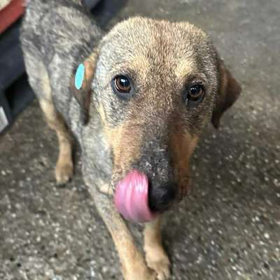 Tierschutzhunde suchen ein Zuhause-Beitrag-Bild