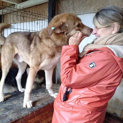 Tierschutzhunde suchen ein Zuhause-Beitrag-Bild